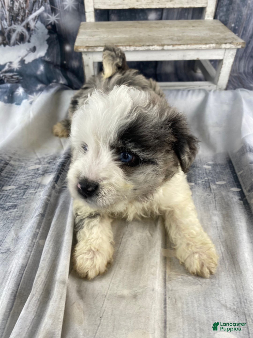Mini Aussiedoodle dogs for sale: Iris - Ad 5