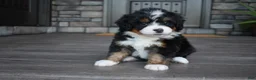 Mini Bernedoodle dogs for sale: Cody - Ad 8