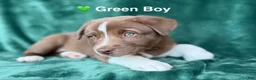Mixed Breed dogs for sale: Green - Ad 4