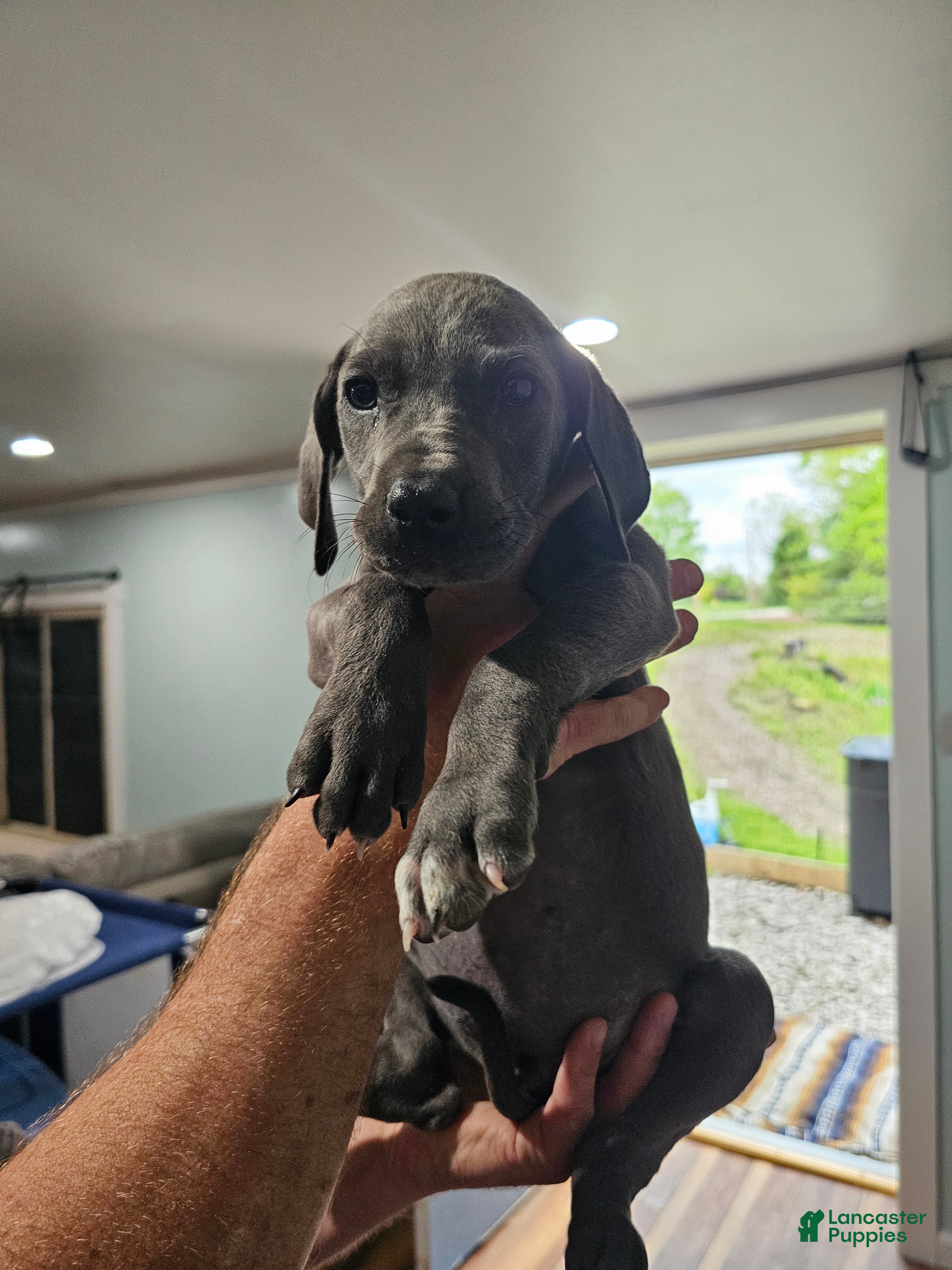 Great Dane dogs Blue  - Ad 1
