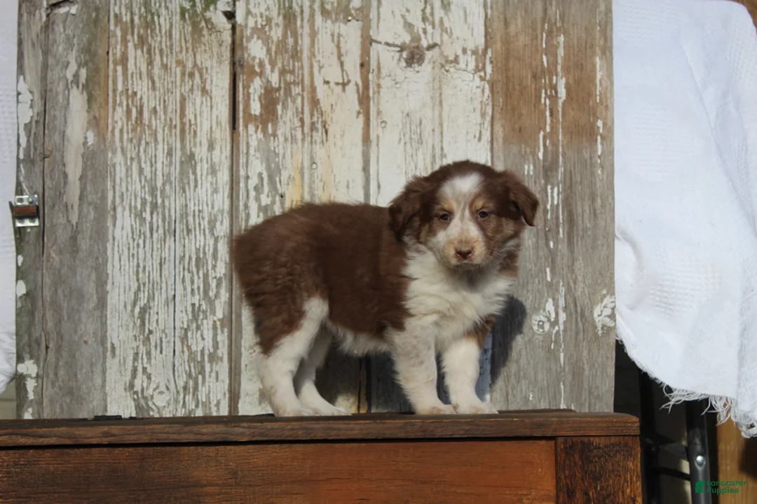 Australian Cattle Dog dogs for sale: Myla - Ad 6