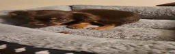 Chiweenie dogs for sale: Chiweenie 1 - Ad 4