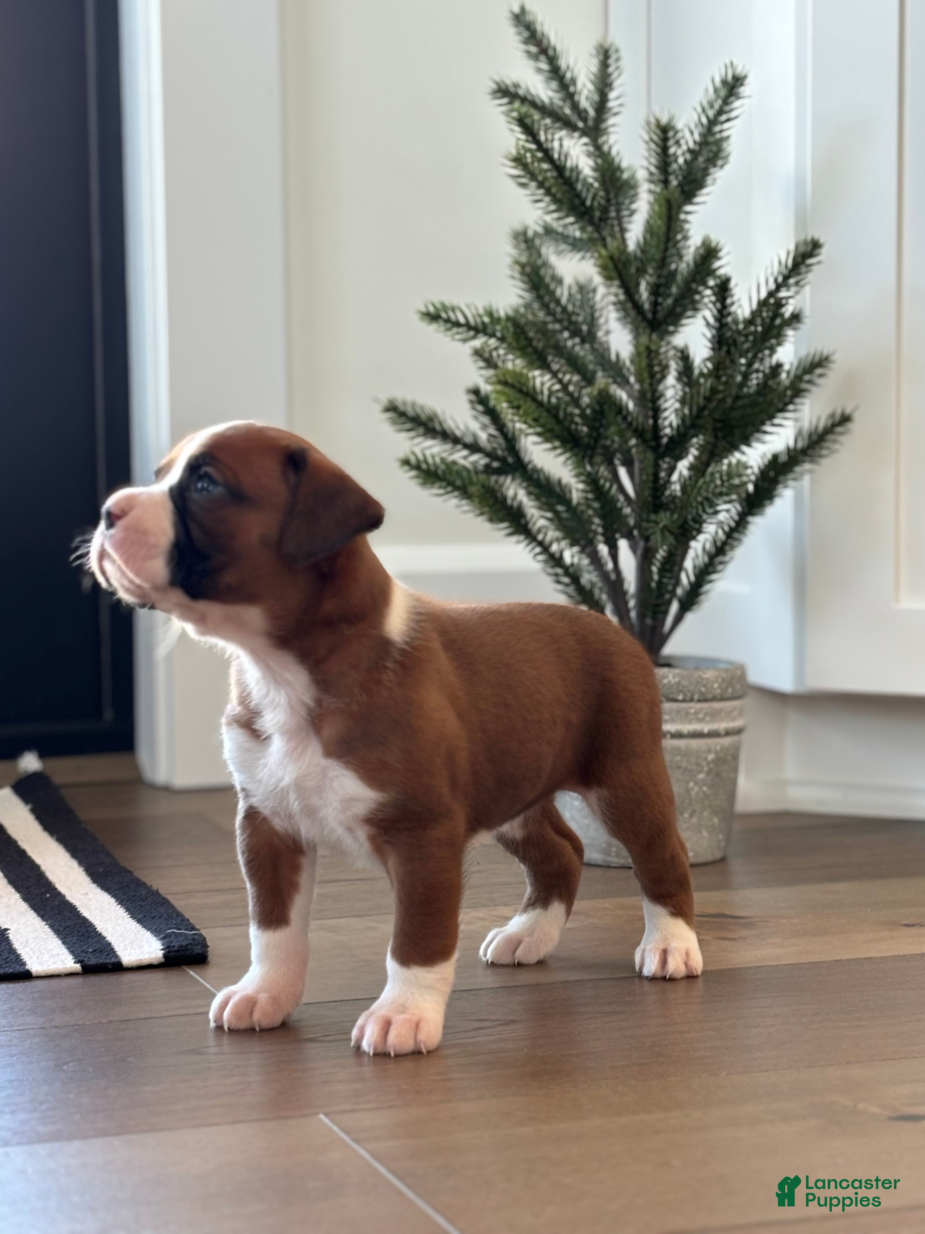 Boxer dogs Poppi - Ad 30