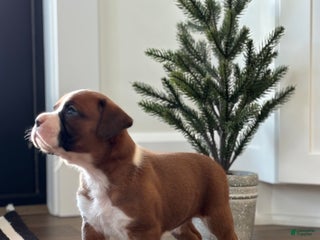 Boxer dogs Poppi - Ad 30