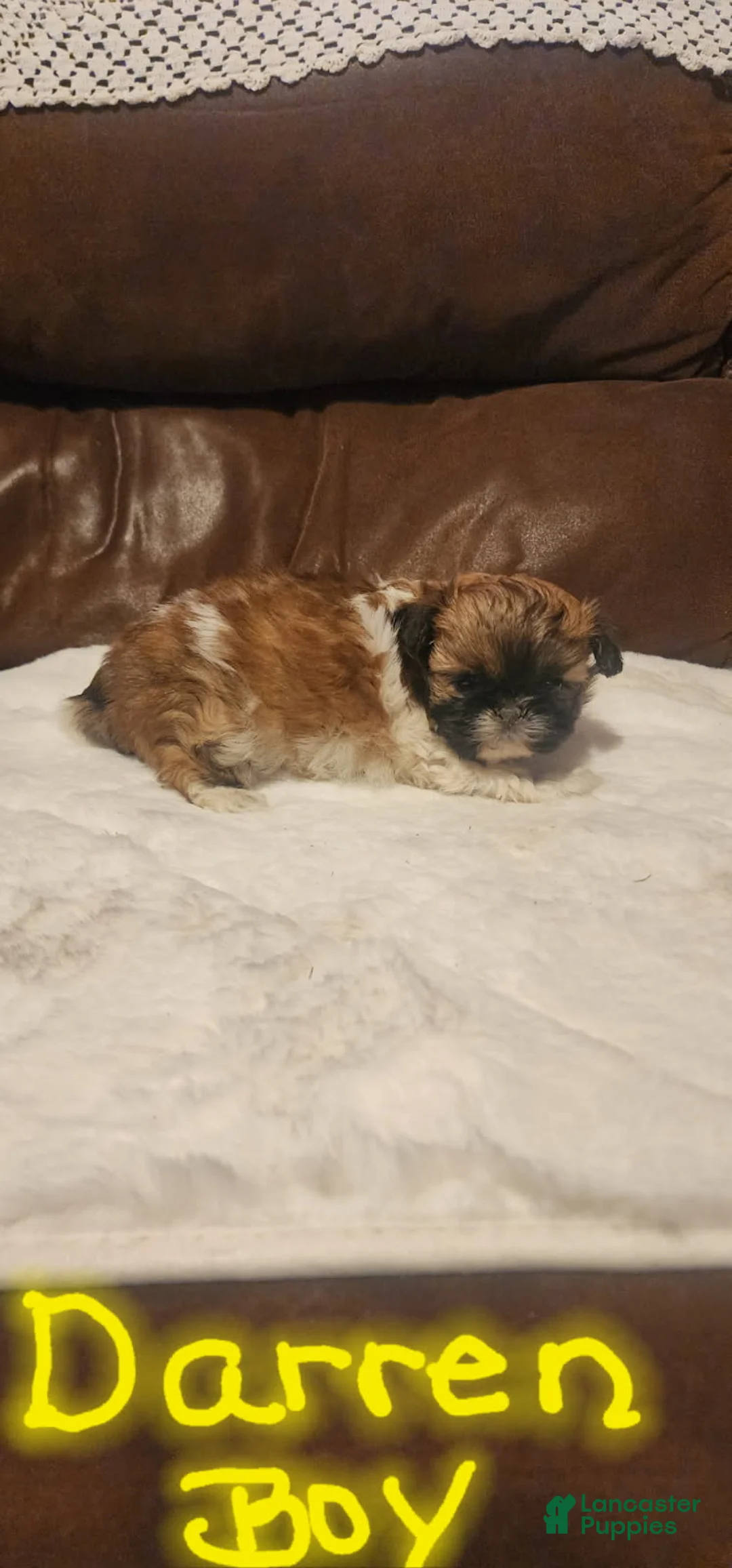 Shih Tzu dogs for sale: Darren - Ad 3