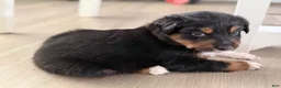 Australian Shepherd dogs for sale: Atlas  - Ad 4