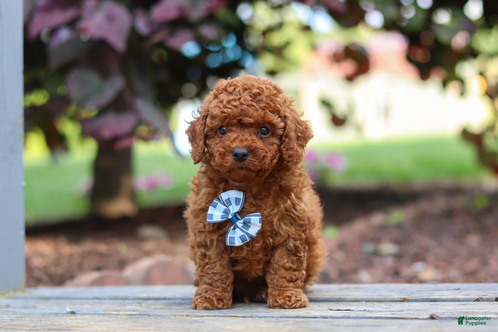Cavapoo dogs Kai - Ad 1