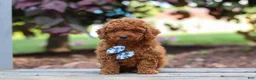 Cavapoo dogs for sale: Kai - Ad 1