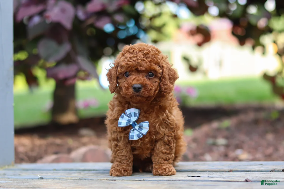 Cavapoo dogs for sale: Kai - Ad 1