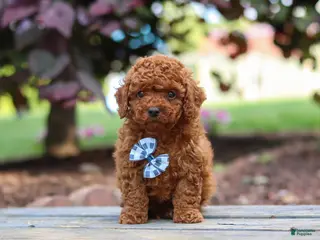 Cavapoo dogs for sale: Kai - Ad 3