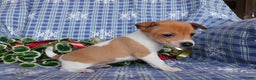 Jack Russell Terrier dogs for sale: Violet - Ad 4