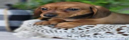 Miniature Dachshund dogs for sale: Butterscotch 💞 - Ad 14