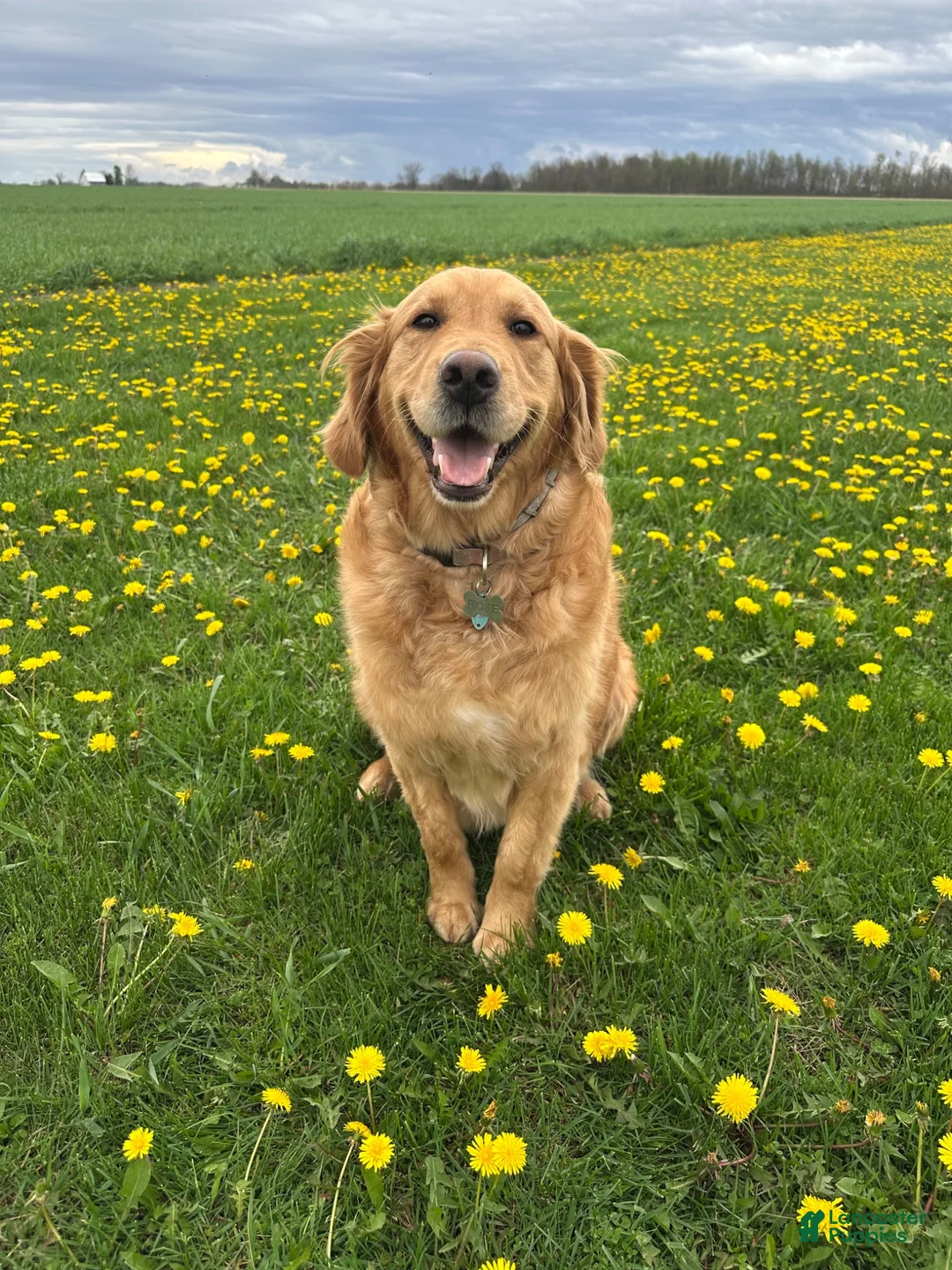 Golden Retriever dogs for sale: Green Boy - Ad 2
