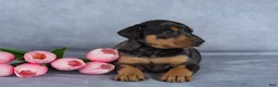 Mixed Breed dogs for sale: Rufus - Ad 2