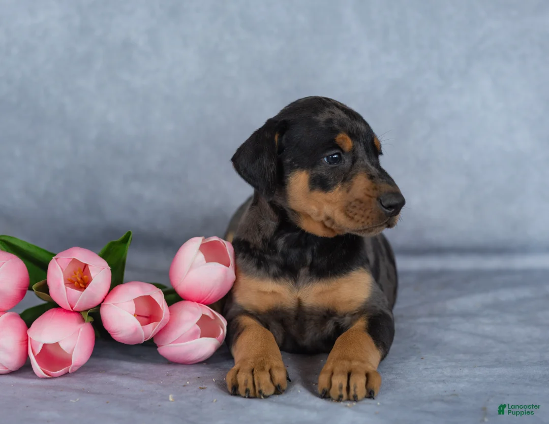 Mixed Breed dogs for sale: Rufus - Ad 2