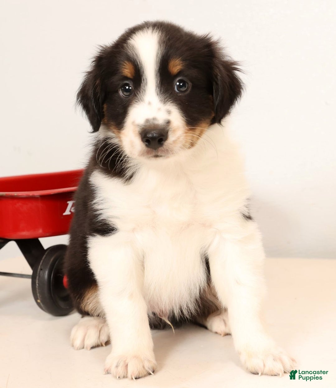 Miniature Australian Shepherd dogs for sale: Ryder - Ad 8