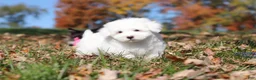 Maltese dogs for sale: Ozzy - Ad 6