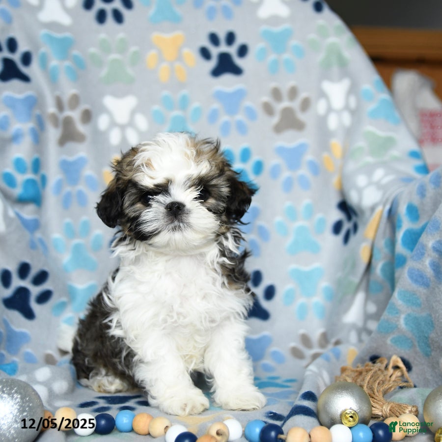 Shih Tzu dogs Jovial - Ad 34