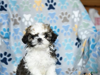 Shih Tzu dogs Jovial - Ad 4