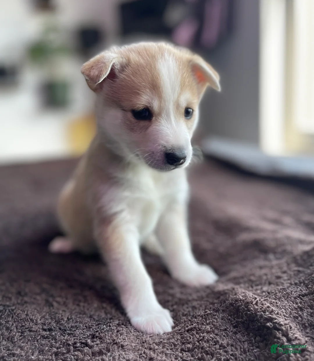 Alaskan Klee Kai dogs for sale: Vermithor (The Bronze Fury) - Ad 2