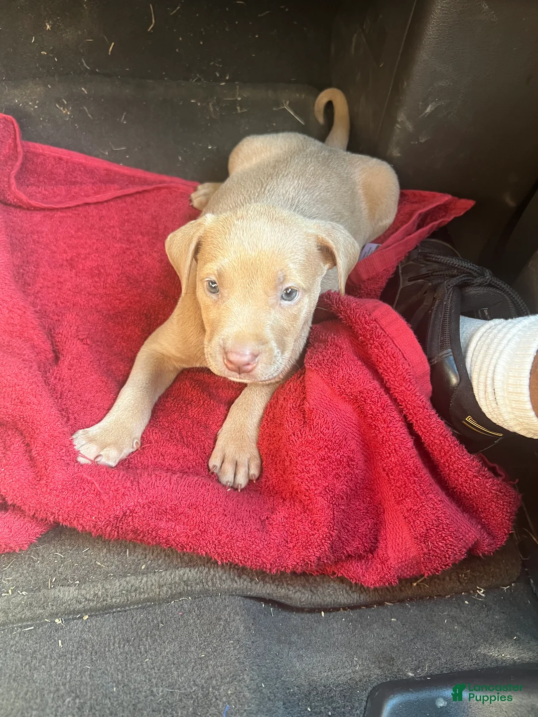 American Pit Bull Terrier dogs for sale: American Pit Bull Terrier 3 - Ad 2