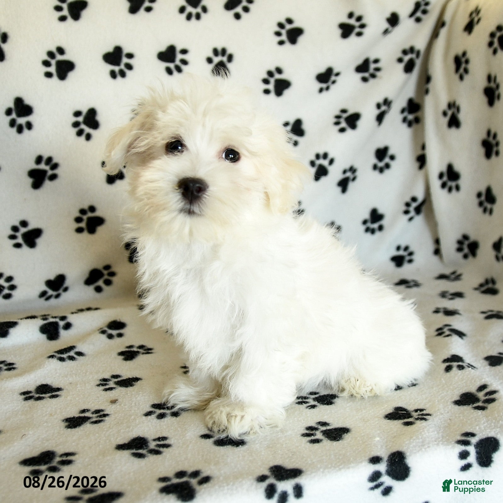 Maltese dogs Ivan - Ad 1
