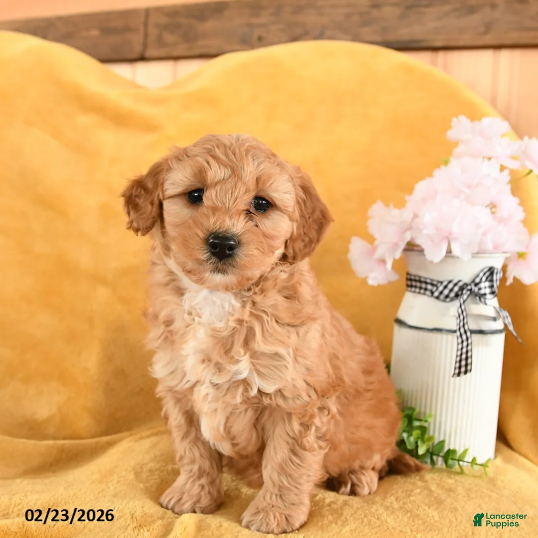 Cavapoo dogs for sale: Crumb - Ad 1