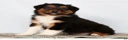 Australian Shepherd dogs for sale: Jesse - Ad 4