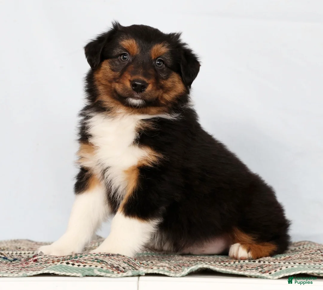 Australian Shepherd dogs for sale: Jesse - Ad 4