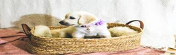 Golden Retriever dogs for sale: Clover - Ad 4
