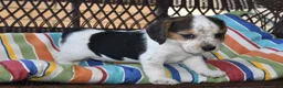 Beagle dogs for sale: Chloe - Ad 4