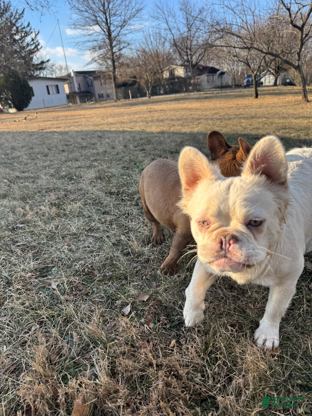 French Bulldog dogs for sale: Dolly  - Ad 2