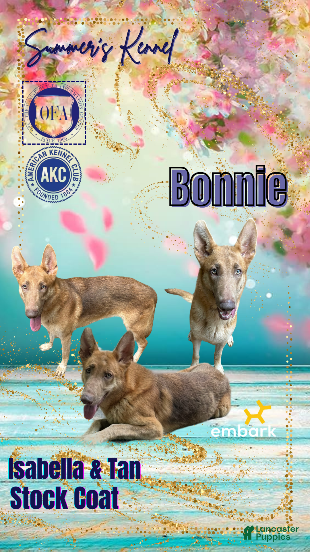 German Shepherd dogs for sale: German Shepherd Puppy 1 - Ad 4