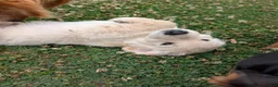 Golden Retriever dogs for sale: Golden Retriever Puppy 2 - Ad 5