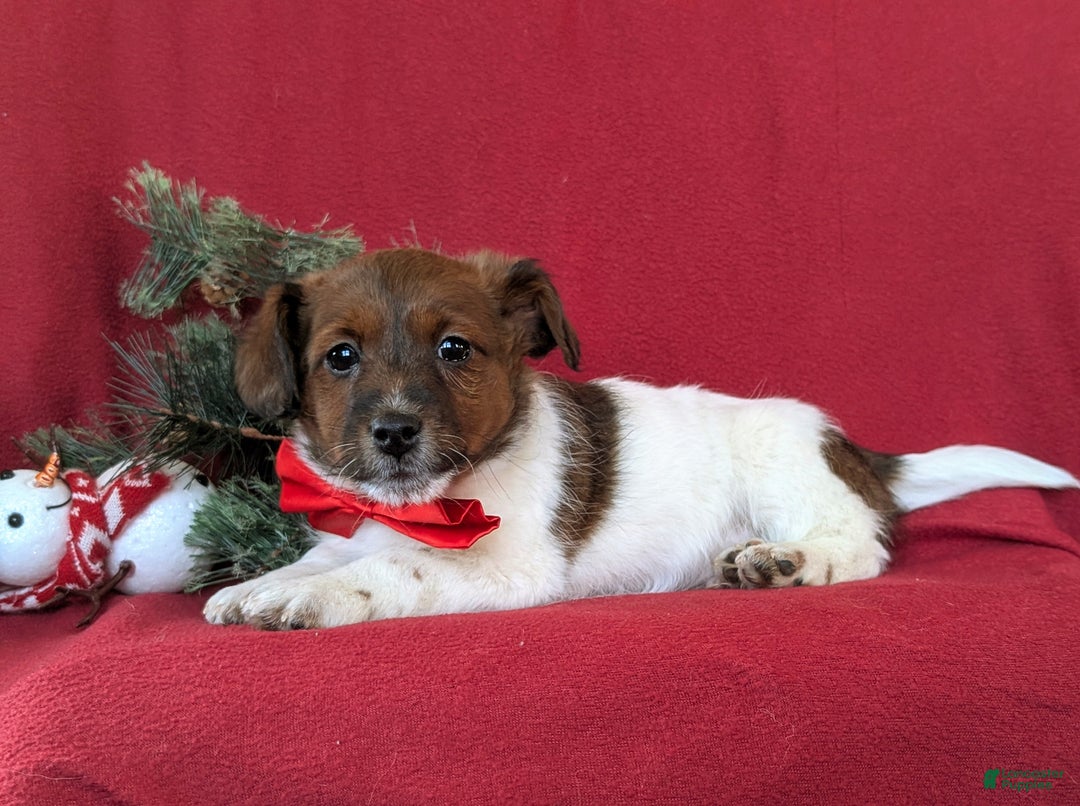 Jackapoo dogs for sale: Baxter - Ad 4