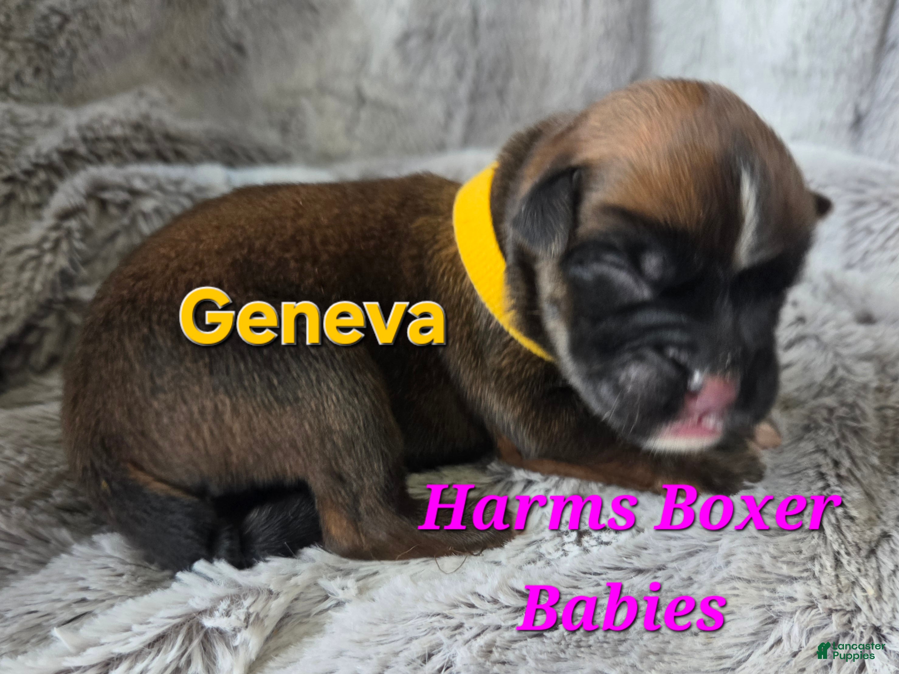 Boxer dogs Geneva - Ad 17