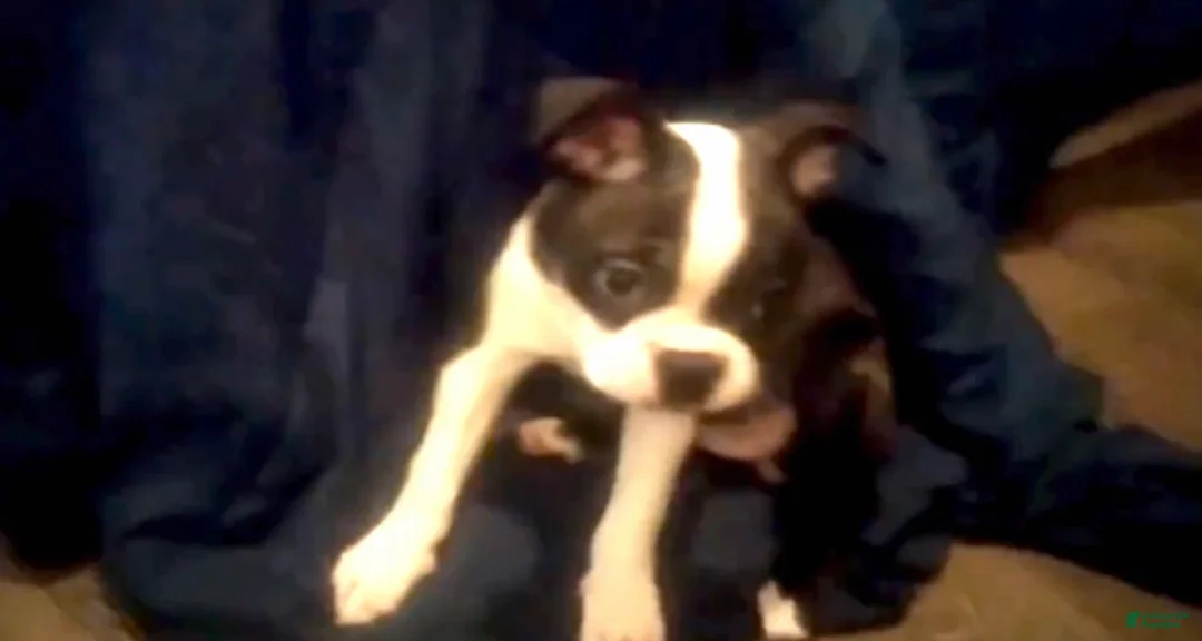 Boston Terrier dogs for sale: Rosie Possie - Ad 1