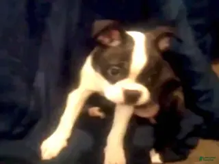 Boston Terrier dogs for sale: Rosie Possie - Ad 2