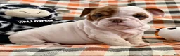 English Bulldog dogs for sale: Precious girl  - Ad 3