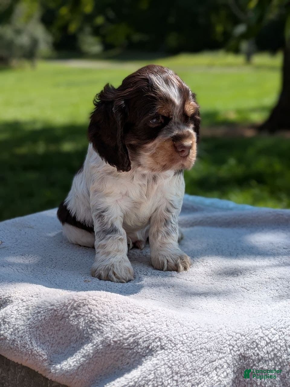 Cocker Spaniel dogs Bruno - Ad 2