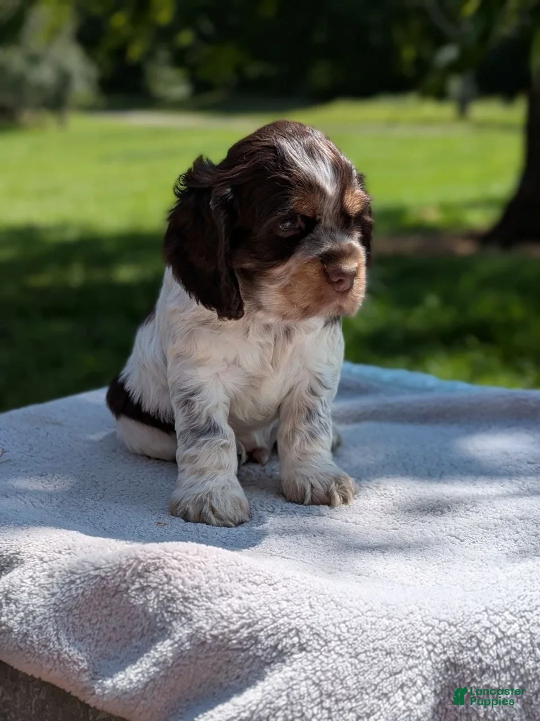 Cocker Spaniel dogs for sale: Bruno - Ad 2