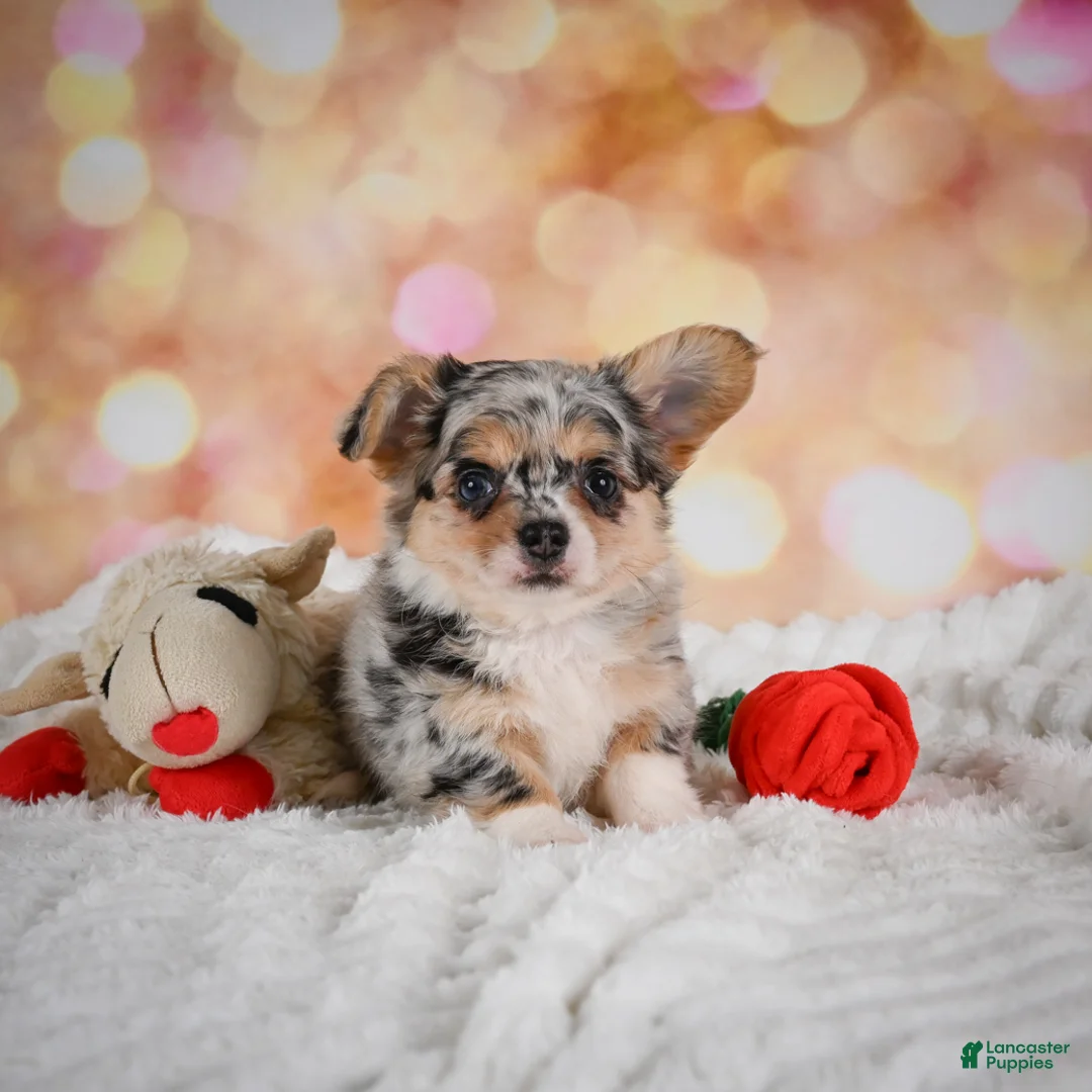 Chihuahua dogs for sale: Blake - Ad 2