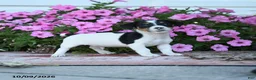 Jack Russell Terrier dogs for sale: Laurie - Ad 4