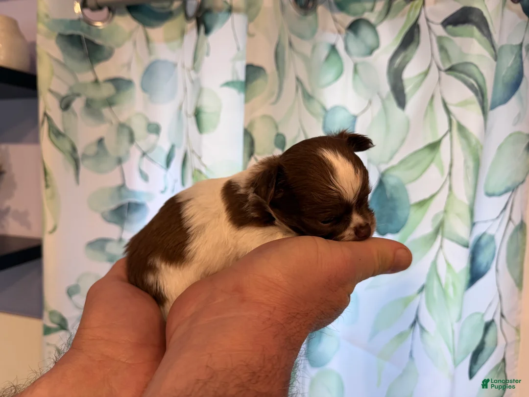 Chihuahua dogs for sale: Ragnar - Ad 2