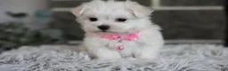 Maltipoo dogs for sale: Angel - Ad 5
