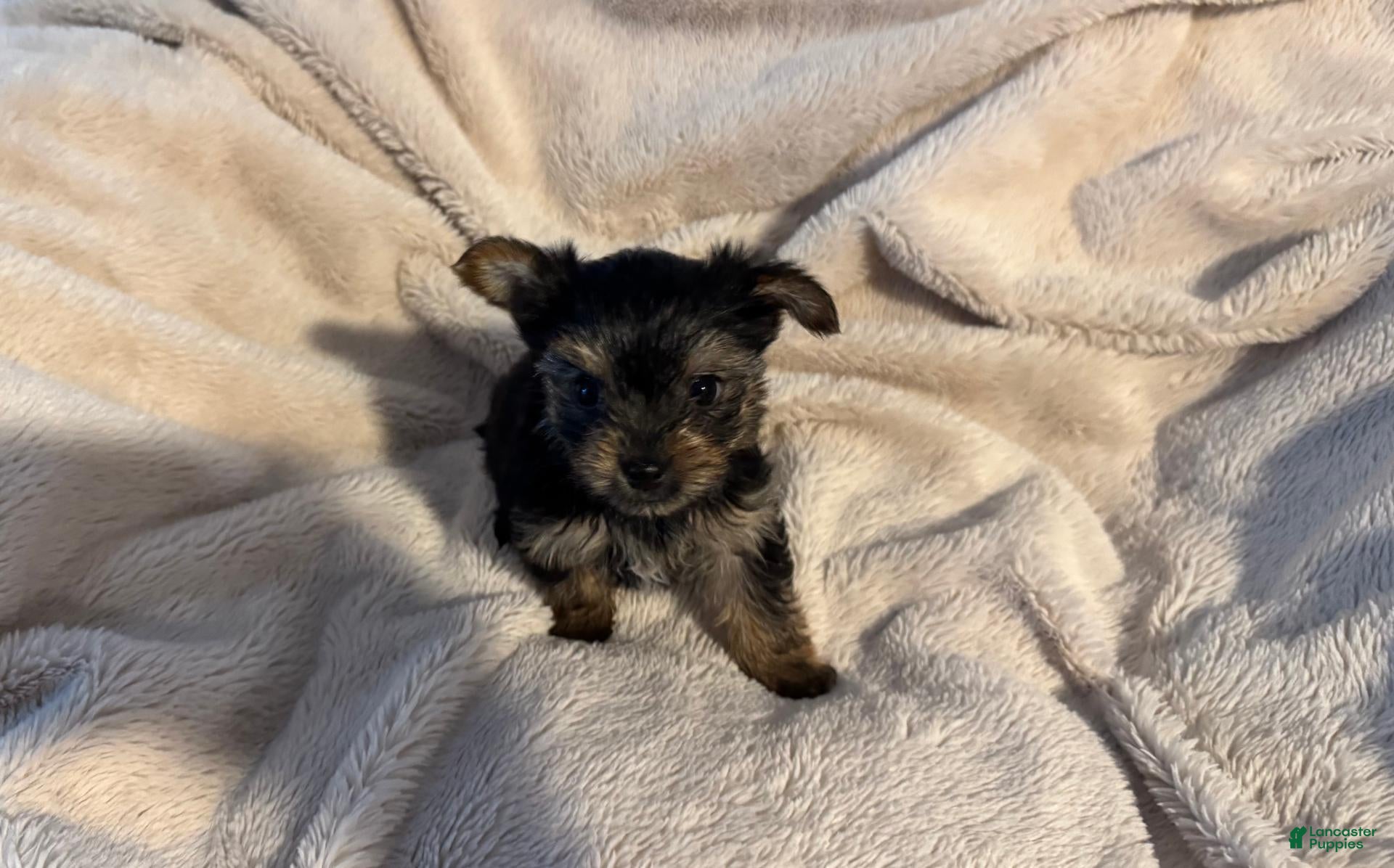 Yorkshire Terrier dogs for sale: Yorkshire Terrier 3 - Ad 1