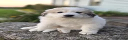 Great Pyrenees dogs for sale: Hunter - Ad 5