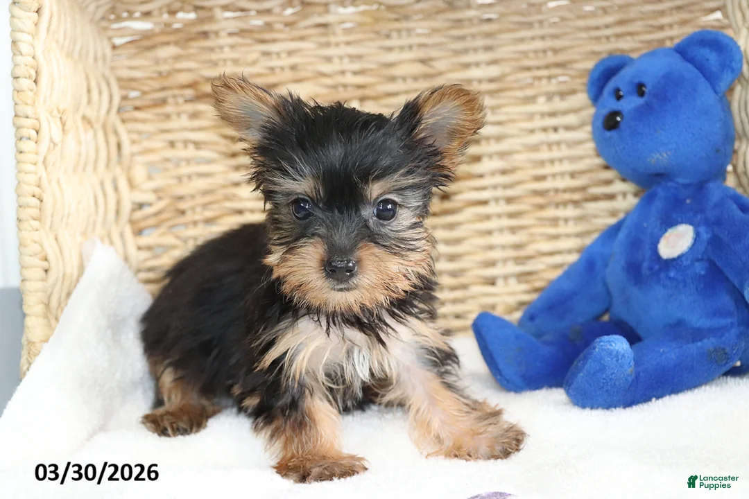 Yorkshire Terrier dogs for sale: Callie - Ad 4