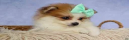 Pomeranian dogs for sale: Frankie 🐶 - Ad 8