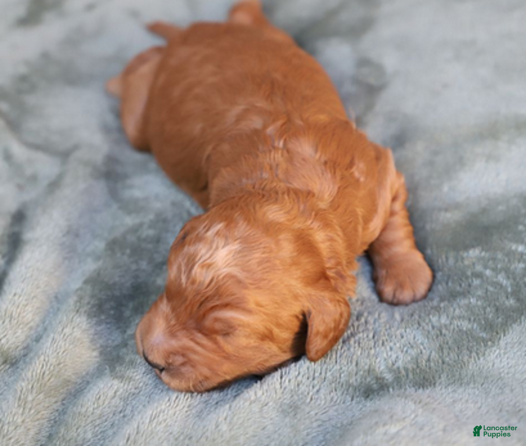 Goldendoodle dogs for sale: Astro - Ad 3